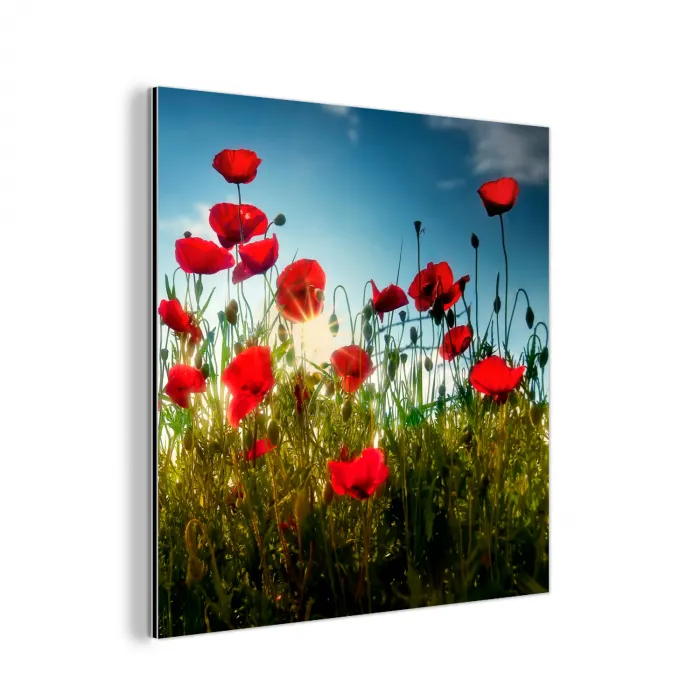 Klaprozen - Toscane - Zon - Rood - Blauw aluminium wit klein -3d