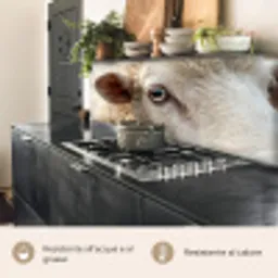 Schaap - Oog - Wit keuken achterwand 2 middel -usp_IT