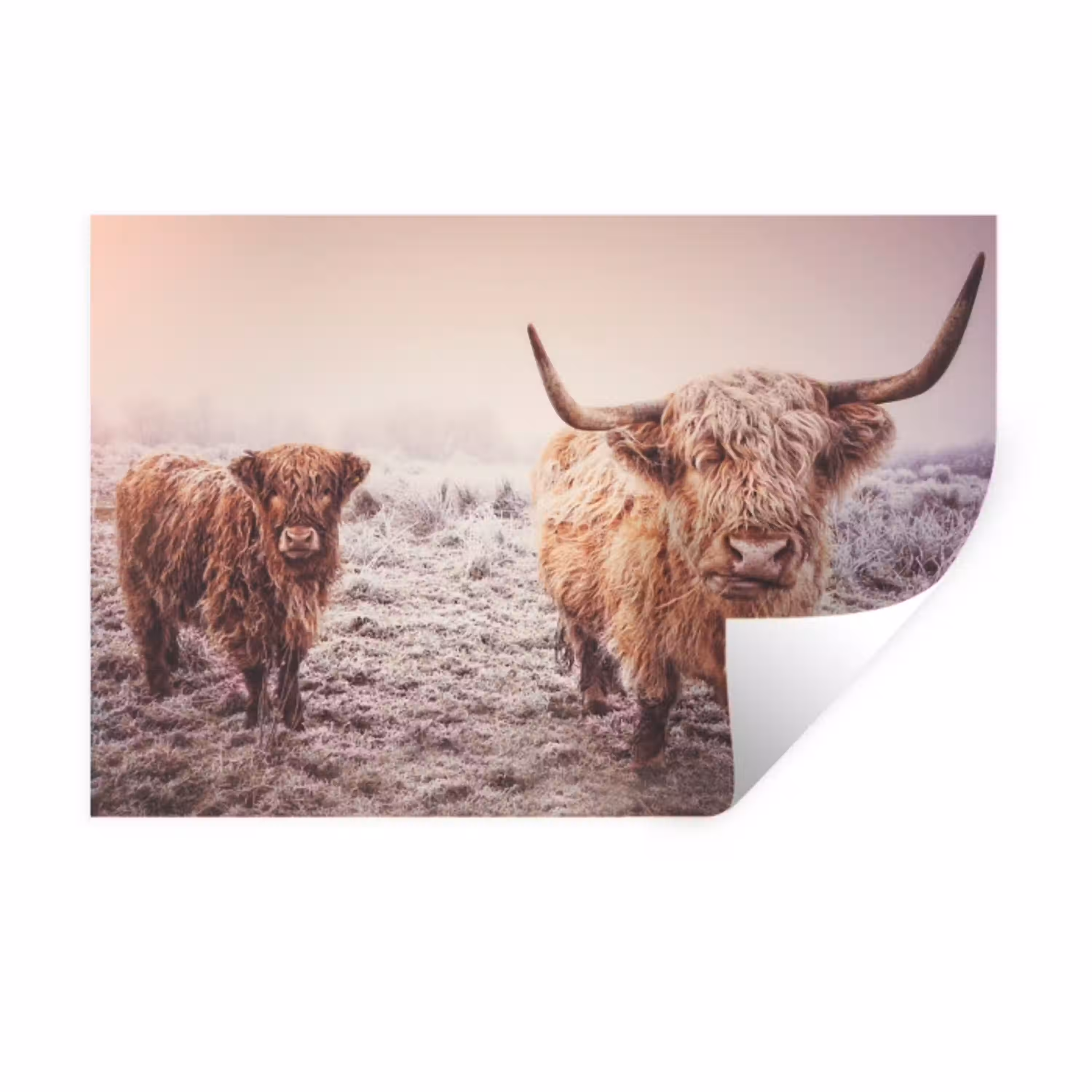 Schotse hooglanders - Licht - Lucht - Natuur Muursticker klein -3d