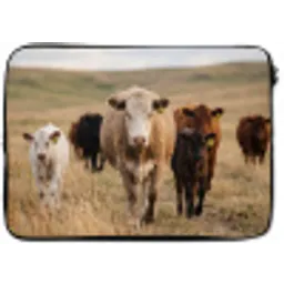 Runderen - Kudde - Landschap - Weide - Rustig laptophoes neopreen klein -zkaufland3dotto