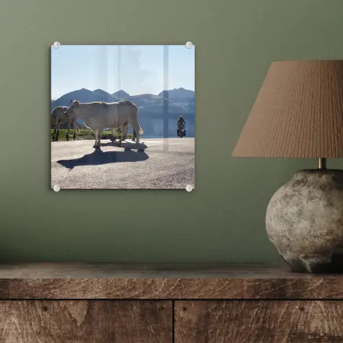 Schotse hooglander - Licht - Berg - Natuur plexiglas 5mm klein -sfeer3