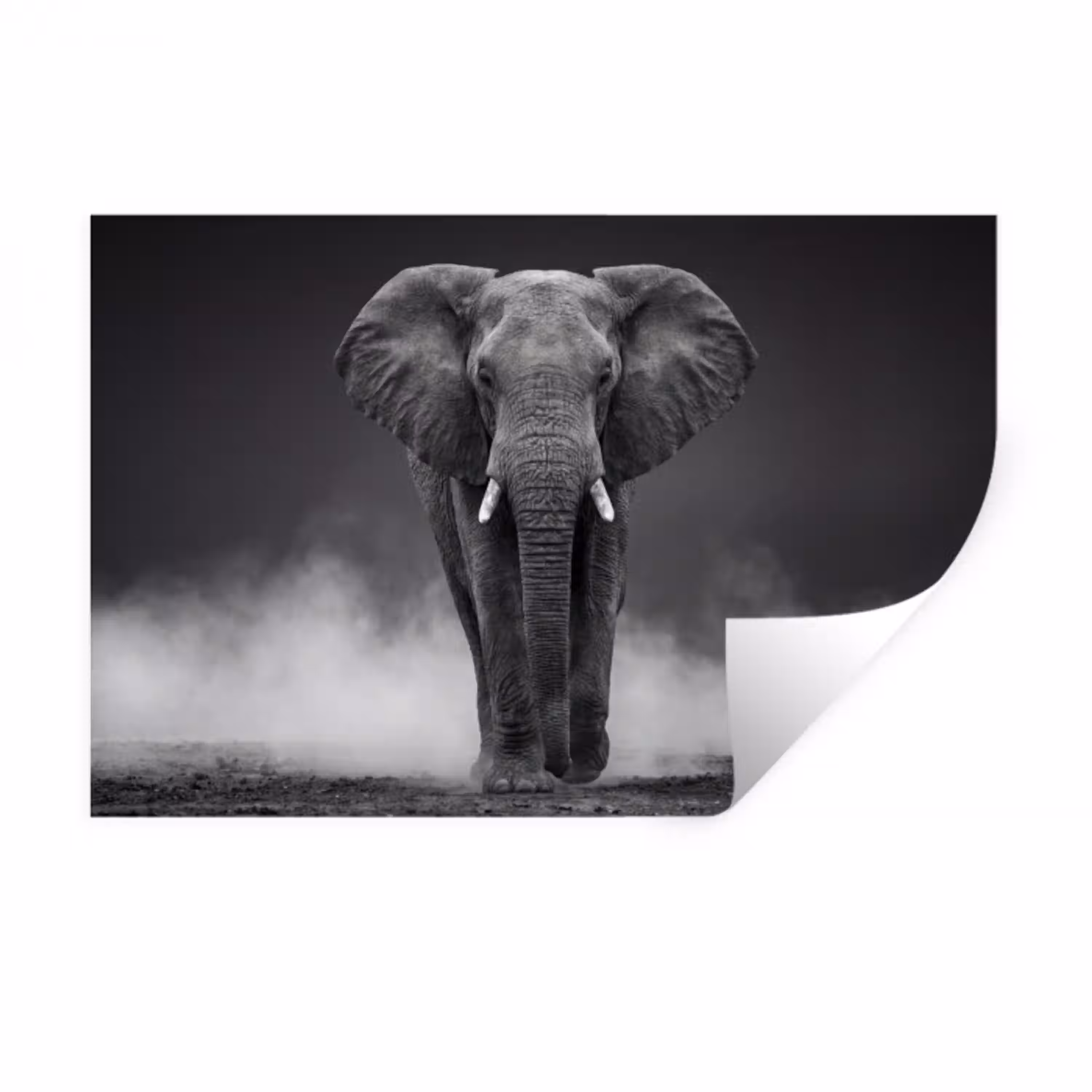 Olifant - Zwart - Wit - Rook Muursticker klein -3d