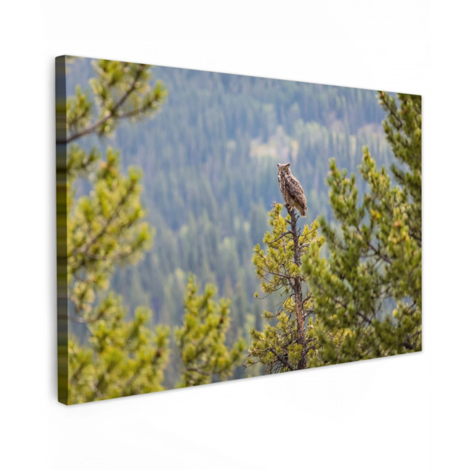 Uil - Oehoe - Bomen - Natuur canvas 2cm klein -z3d