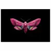 Vlinder - Roze - Nachtvlinder poster papier klein -3d
