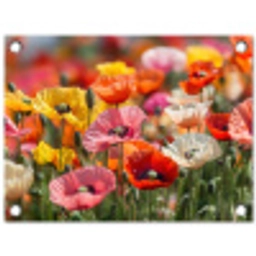 Bloemenveld - Klaprozen - Kleurrijk tuinposter los doek klein -3d