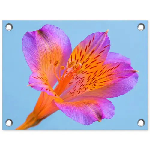 Bloem - Detail - Kleurrijk tuinposter los doek klein -3d