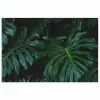 Monstera - Bladeren - Tropisch - Jungle poster papier klein -3d