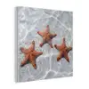 Zeesterren - Water - Helder plexiglas 5mm klein -z3d