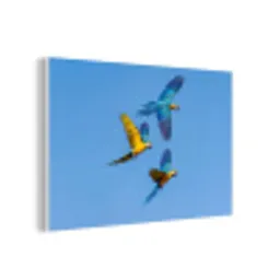 Papagaai - Vliegen - Blauw - Geel forex 5mm xxl -3d