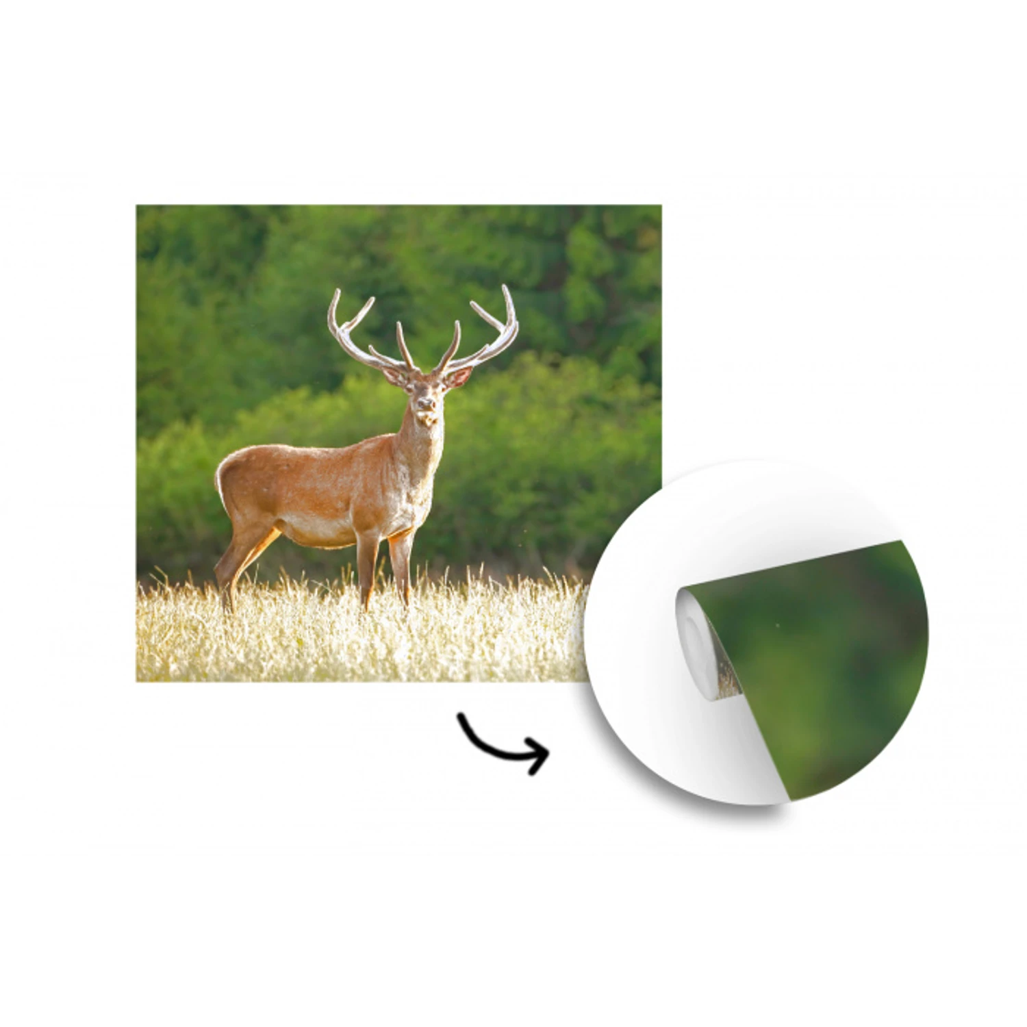 Hert - Gewei - Gras - Natuur - Dieren - Groen fotobehang vinyl groot -3d