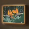 Paradijsvogel - Bloem - Exotisch Light Box met batterij (Wandlamp) middel -z3d_website