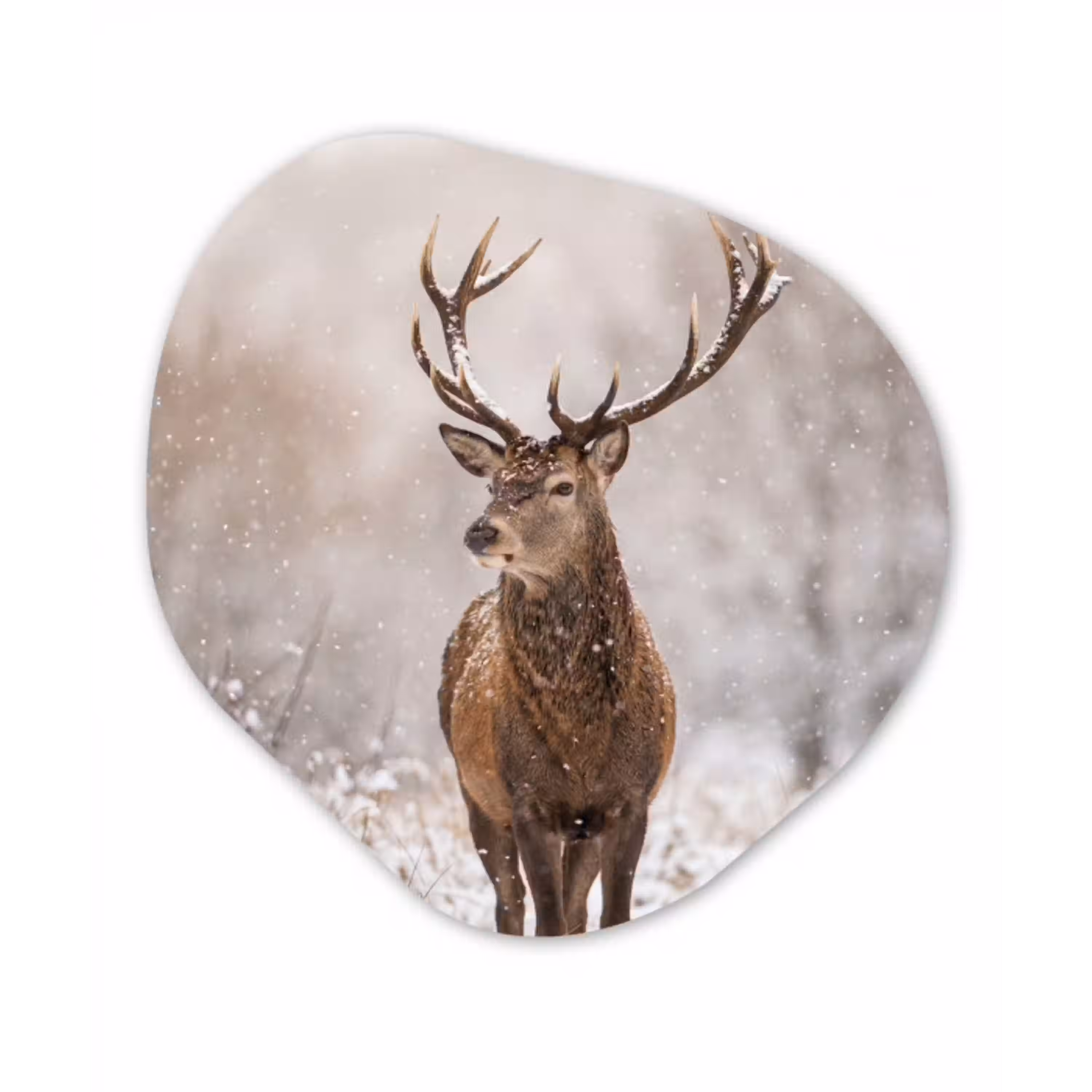 Edelhert - Bos - Sneeuw - Winter - Majestueus Wandcirkel Organisch Forex 3mm klein -3d