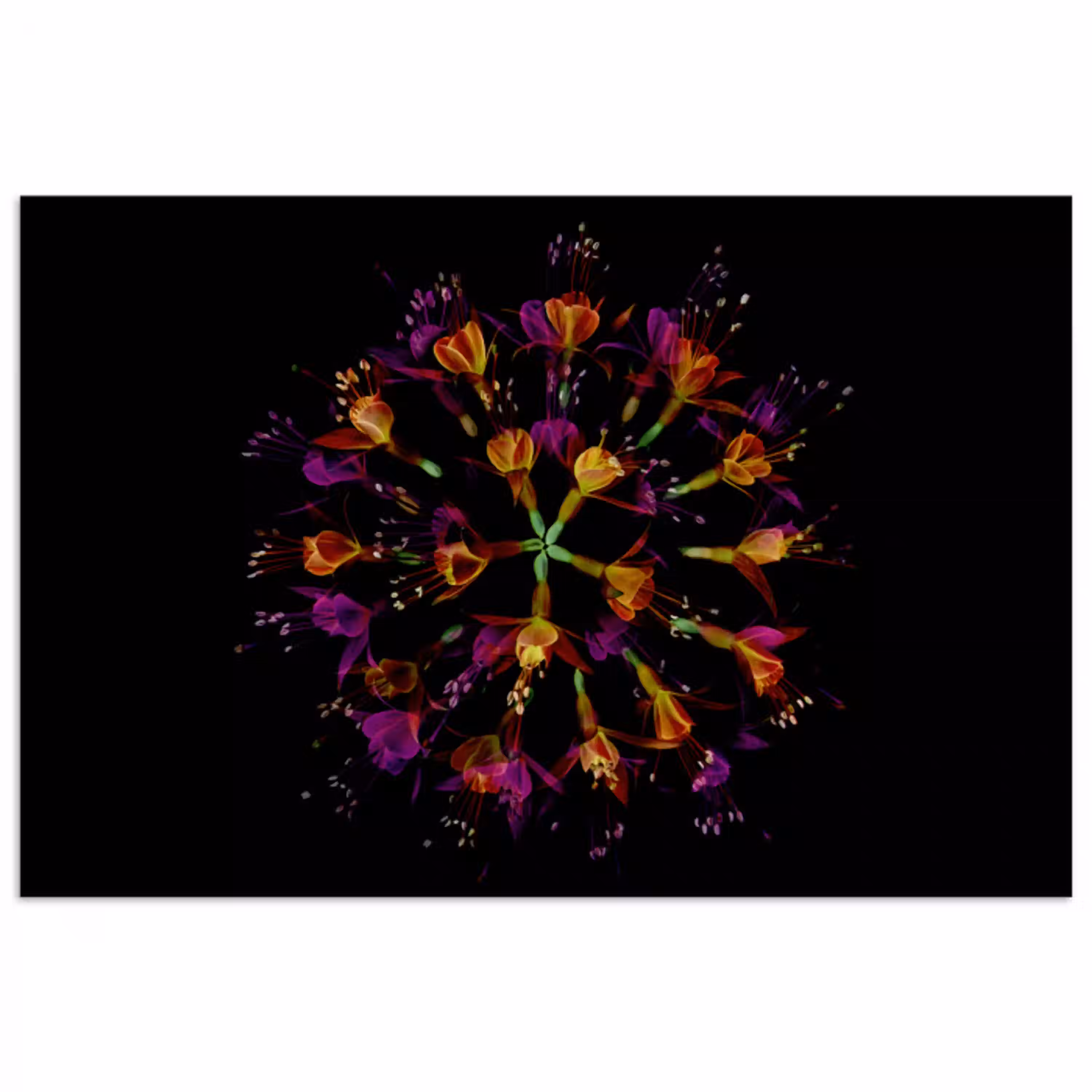 Bloemen - Oranje - Roze - Zwart poster papier klein -3d