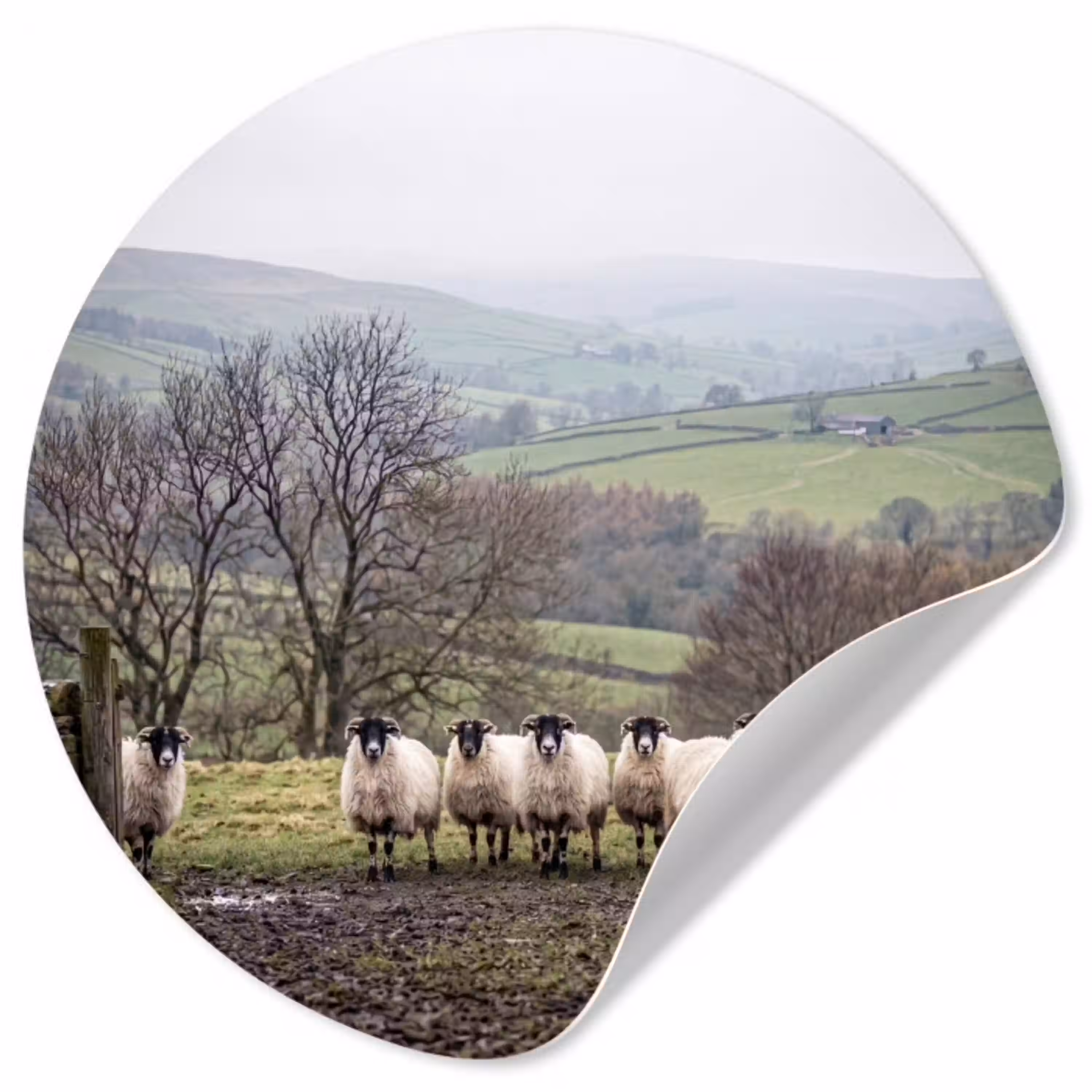 Schapen - Rij - Weide - Dieren - Platteland Wandcirkel behangsticker klein -3d