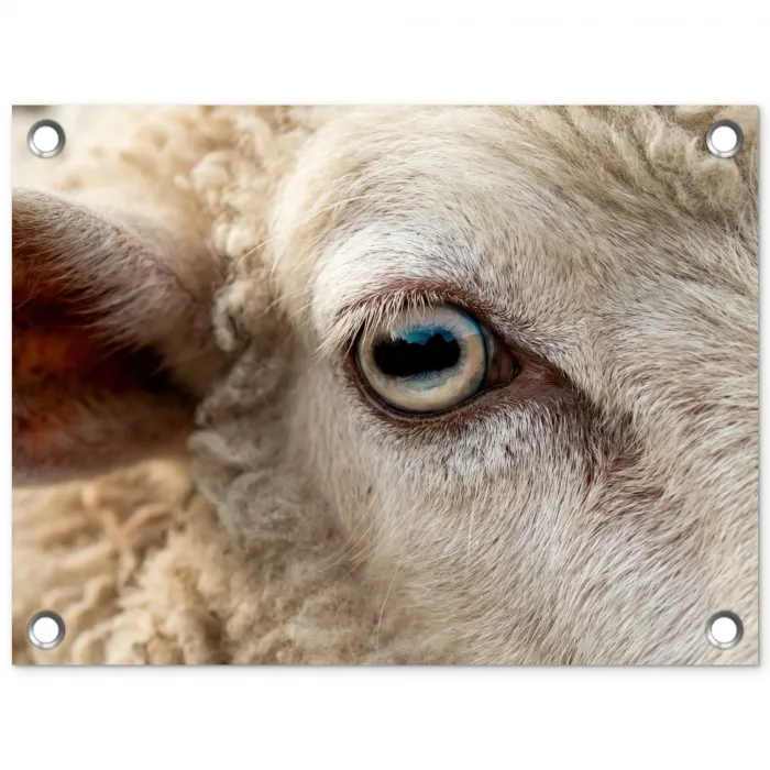 Schaap - Oog - Wit tuinposter los doek klein -3d
