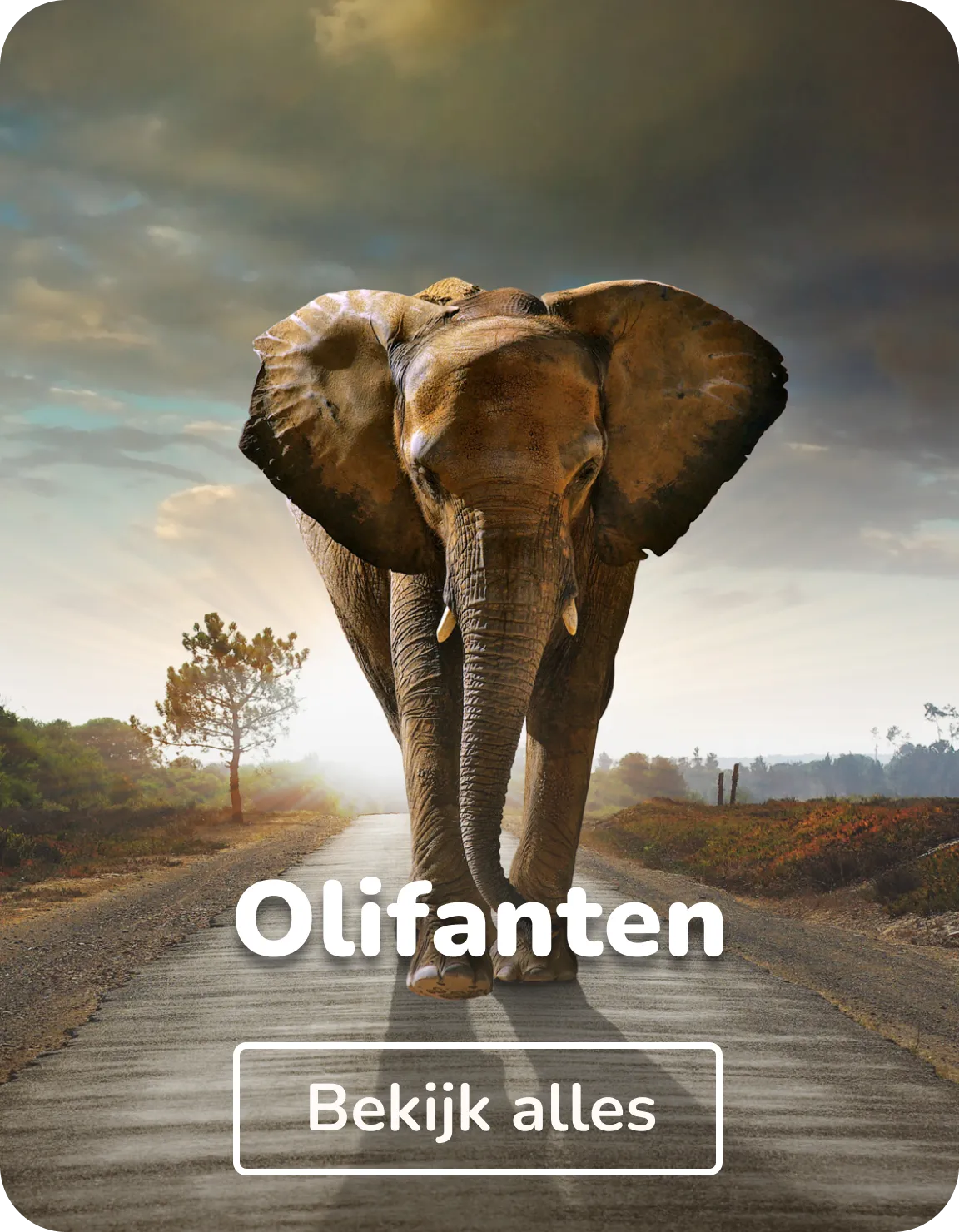 Canvas schilderij olifanten