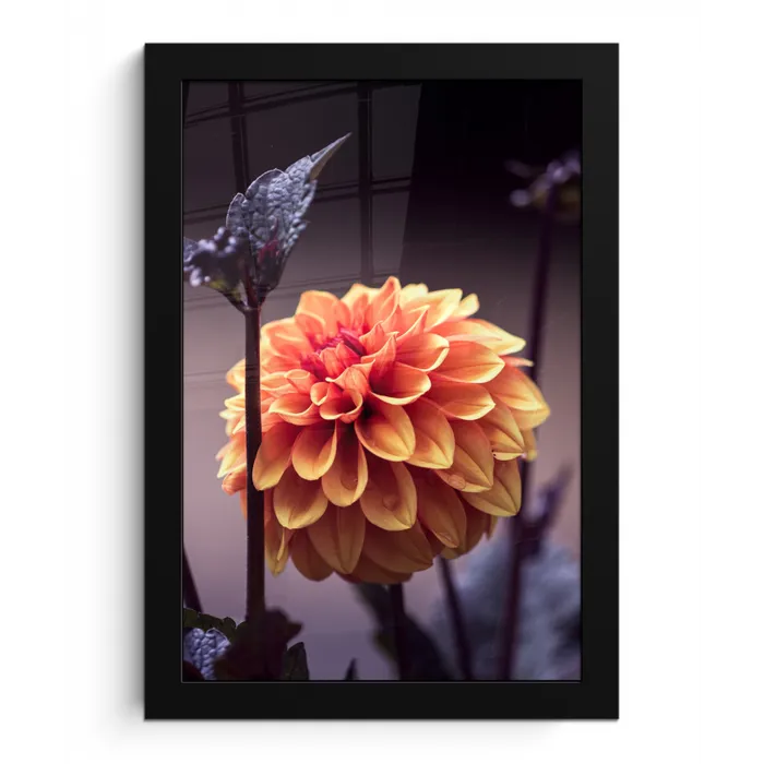 Bloemen - Chrysant - Macro - Planten fotolijst zwart zonder passe partout klein -3d