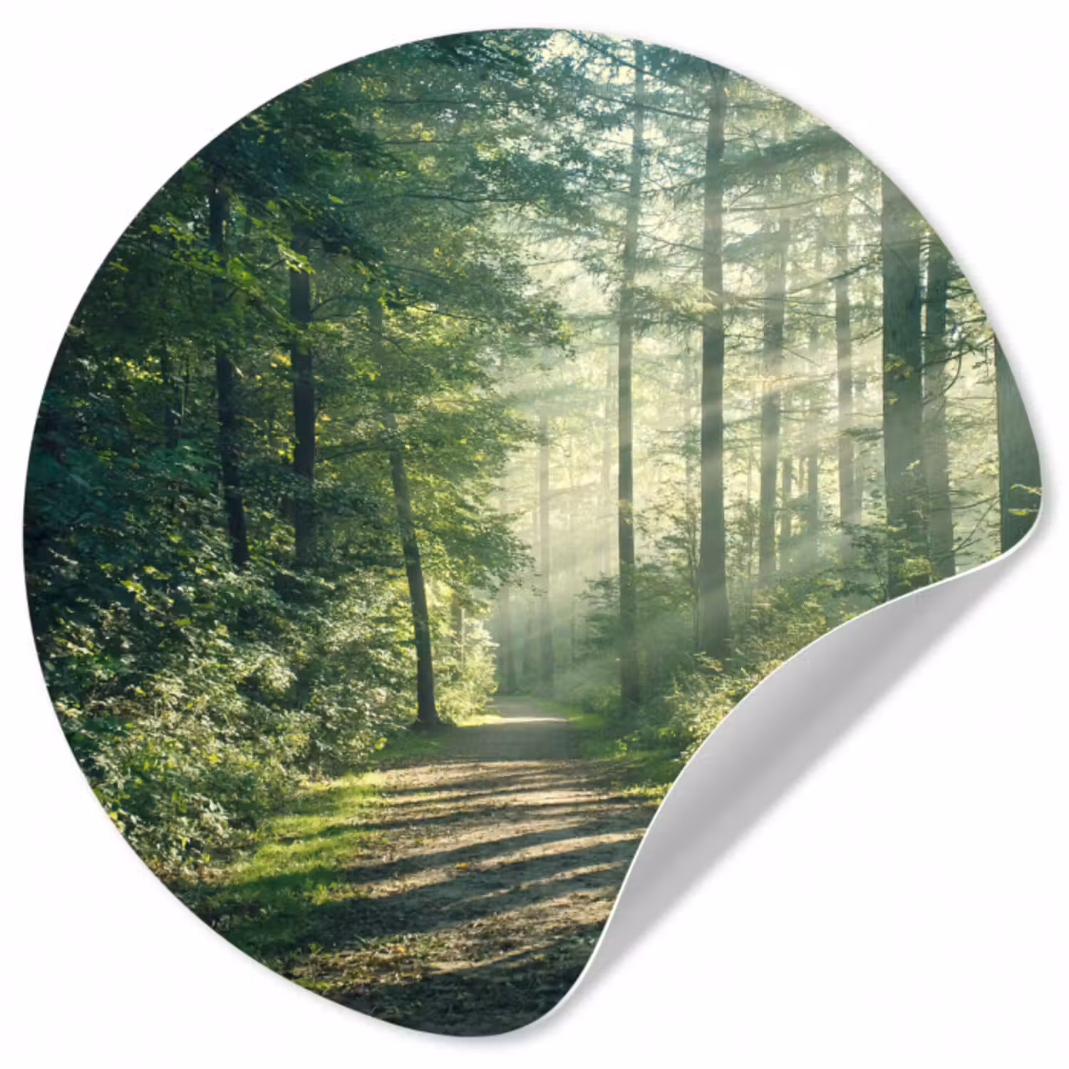 Runde Tapete - Wald - Weg - Sonne - Bäume - Grün - Natur
