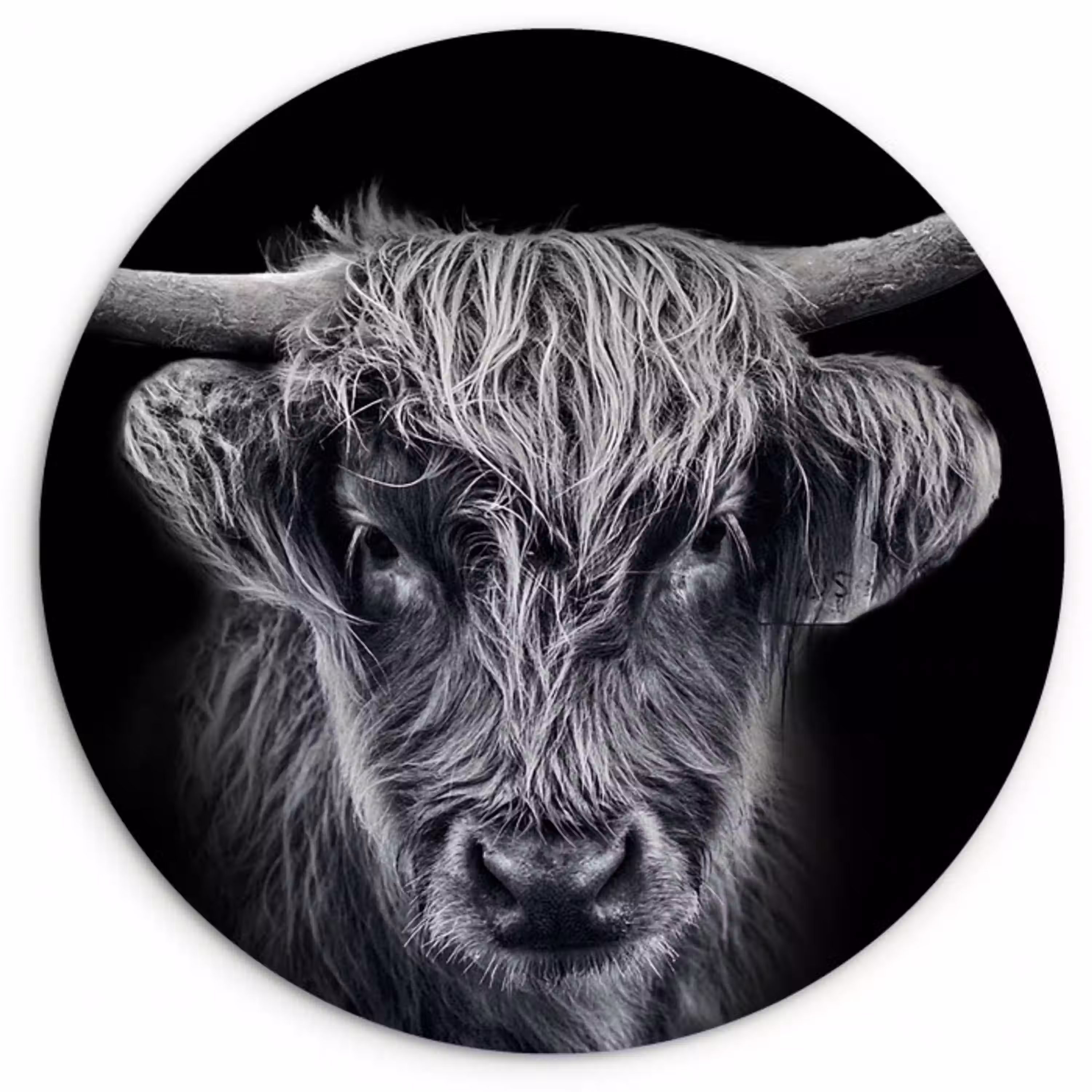 Schotse hooglander - Zwart - Koe - Dieren Wandcirkel kunststof plaat 5mm dik klein -3d