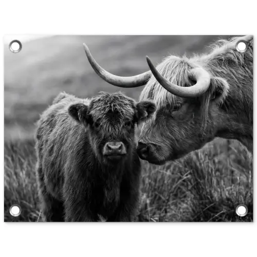 Schotse hooglander - Kalf - Zwart - Wit tuinposter los doek klein -3d