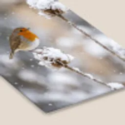 Roodborstje - Gedroogde bloem - Sneeuw - Winter - Vertederend fotolijst zwart zonder passe partout klein -zsfeer6