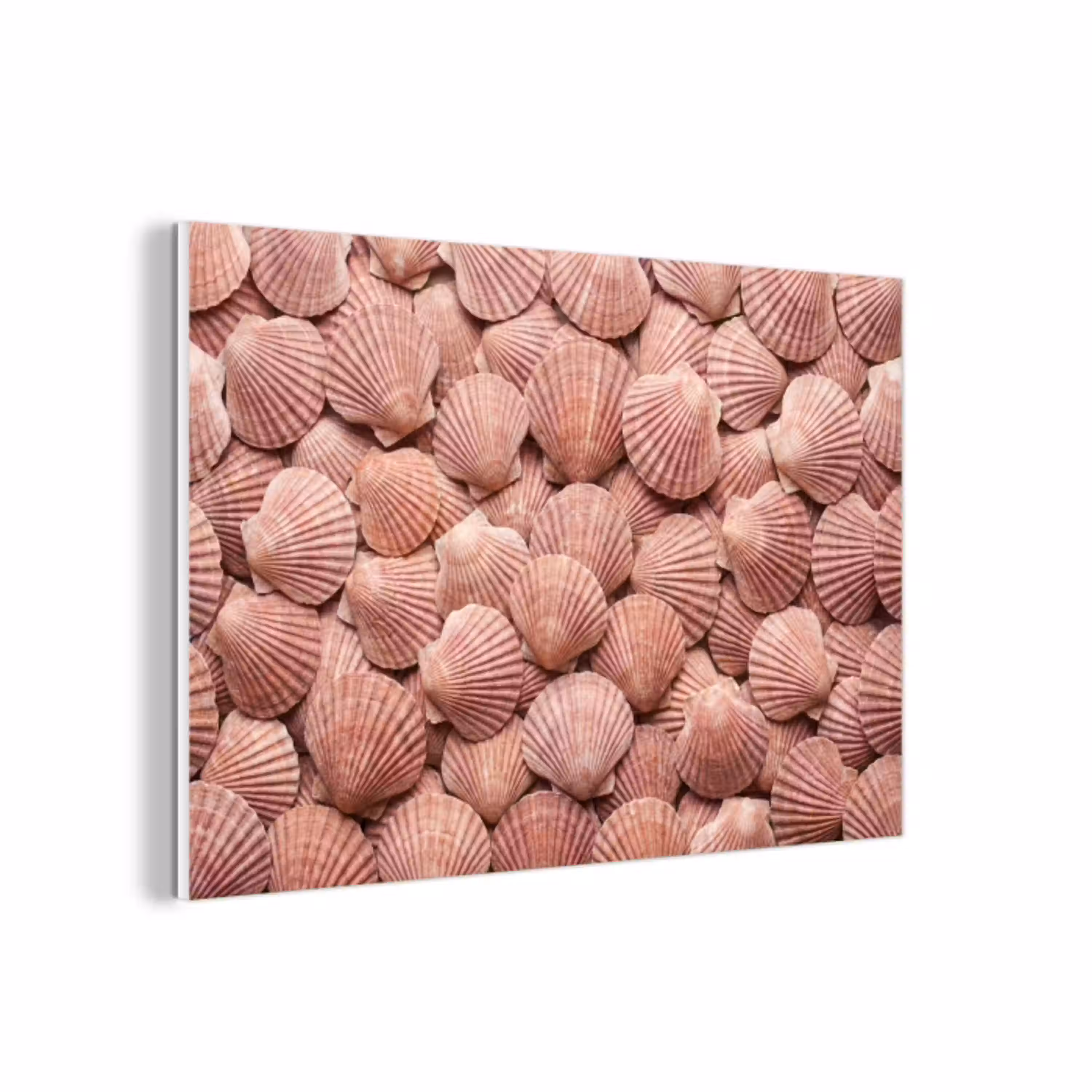 Schelpen - Patroon - Roze forex 5mm xxl -3d