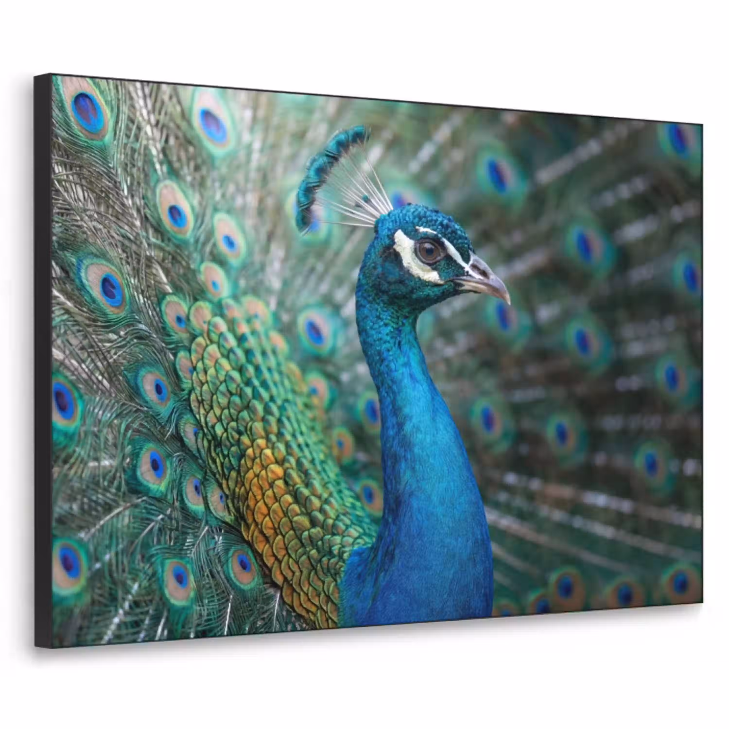 Pauw - Veren - Blauw Textielframe zwart klein -3d