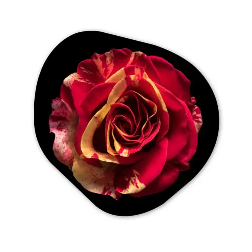 Bloem - Roos - Rood - Zwart Wandcirkel Organisch Forex 3mm klein -3d