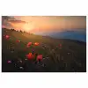 Bloemenveld - Gras - Bloemen - Planten - Zonsondergang - Oranje poster papier klein -3d