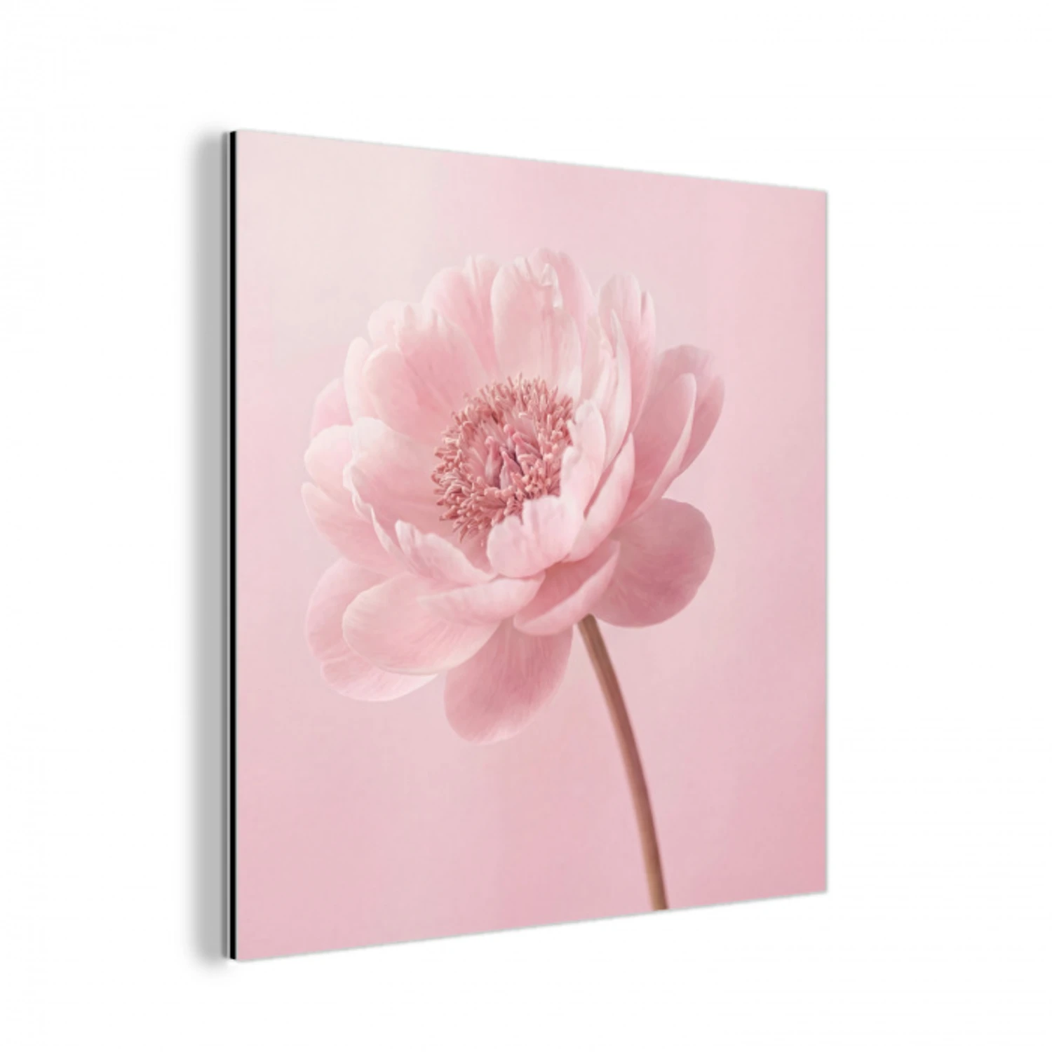 Bloem - Pioenroos - Roze aluminium wit klein -3d