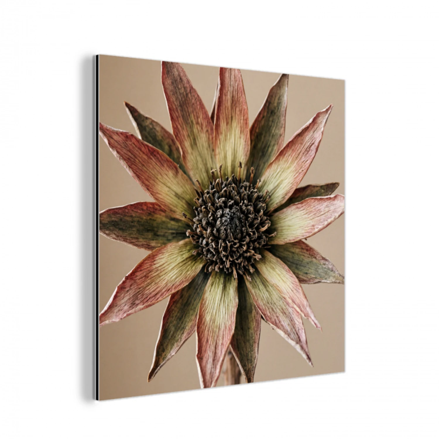 Droogbloem - Protea - Vintage - Beige - Rustiek aluminium wit klein -3d