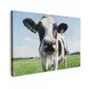 Koe - Weiland - Natuur - Dieren - Gras canvas 2cm klein -z3d