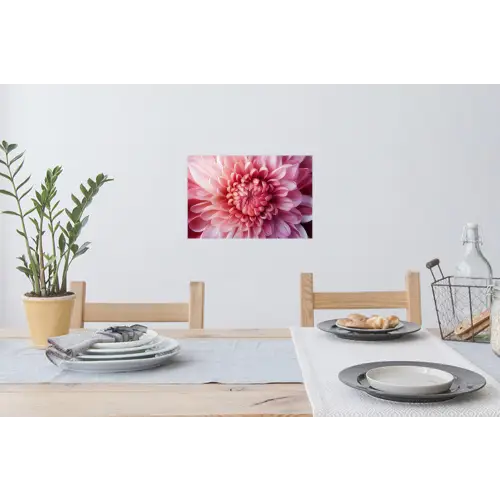 Dahlia - Bloem - Close up - Roze Muursticker klein -eettafel