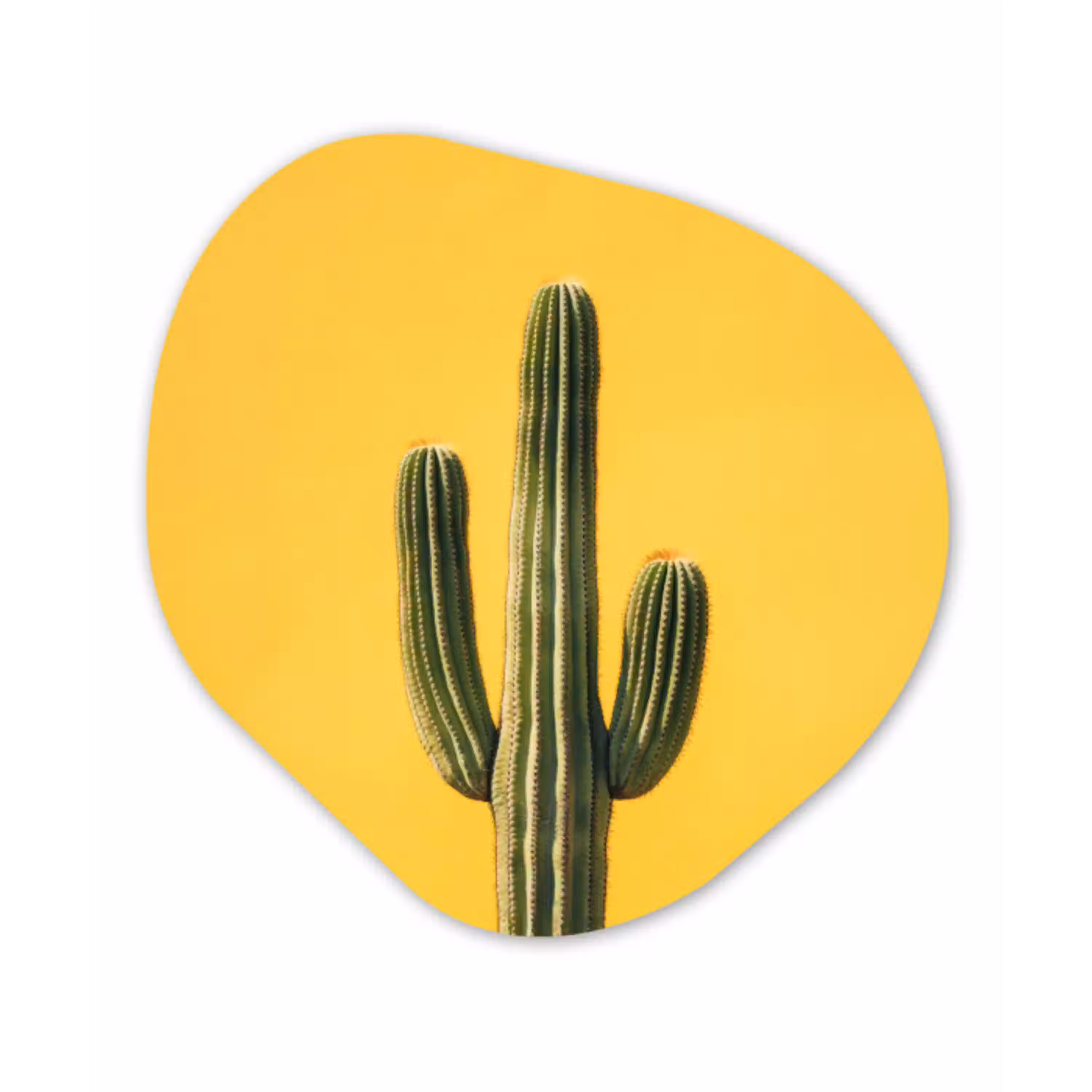 Cactus - Groen - Minimalistisch Wandcirkel Organisch Forex 3mm klein -3d