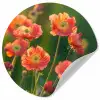 Bloemenveld - Zonnestralen - Oranje Wandcirkel behangsticker klein -3d