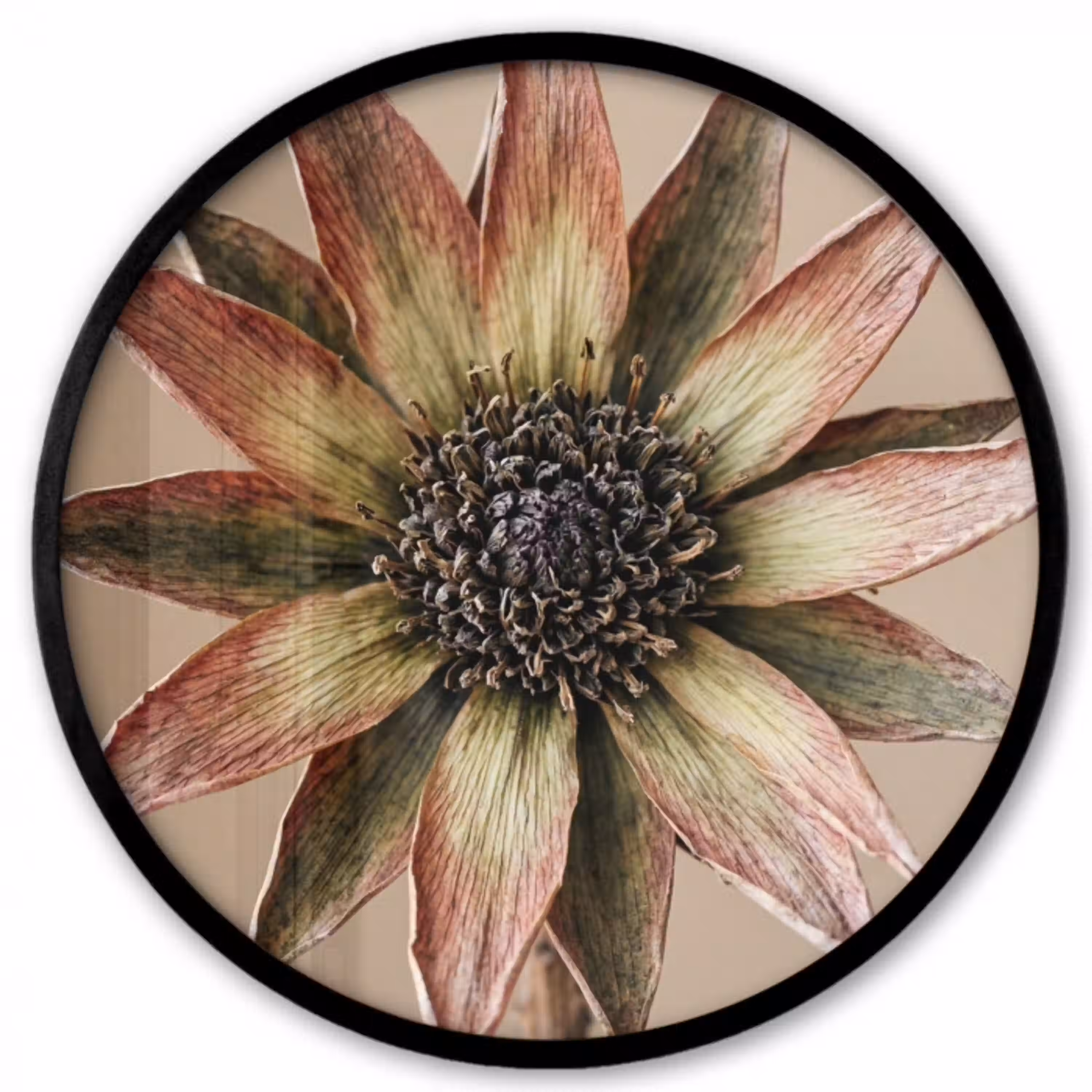 Droogbloem - Protea - Vintage - Beige - Rustiek Fotolijst rond zonder passe partout klein -3d