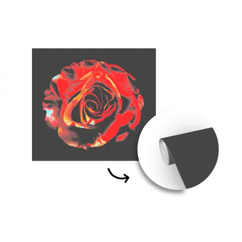 Bloem - Roos - Rood - Zwart fotobehang vinyl groot -3d