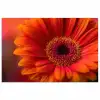 Oranje - Gerbera - Intens poster papier klein -3d