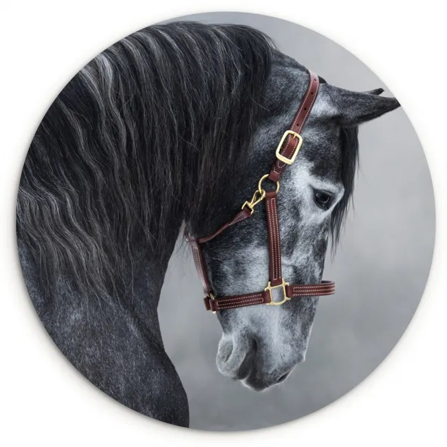 Paard - Grijs - Bruin - Dieren - Rook Wandcirkel kunststof plaat 5mm dik klein -3d