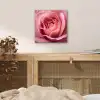 Roze - Roos - Romantisch aluminium wit klein -sfeer3