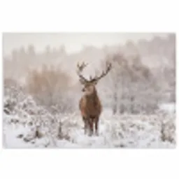 Edelhert - Bos - Sneeuw - Winter - Majestueus poster papier klein -3d