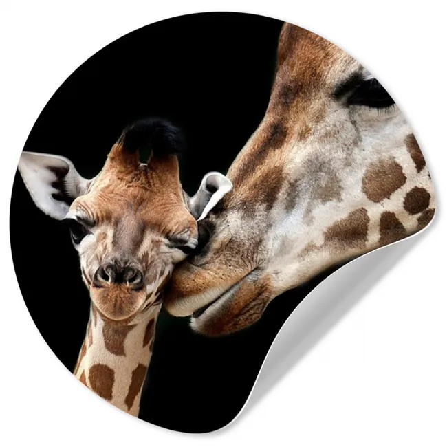 Giraffe - Dieren - Zwart - Portret - Dieren Wandcirkel behangsticker klein -3d
