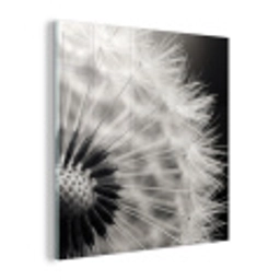 Paardenbloem - Zwart - Wit plexiglas 5mm klein -z3d