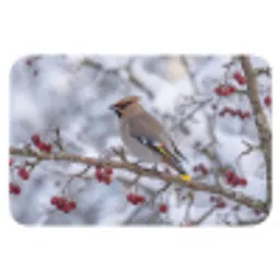 Pestvogel - Bessen - Winter - Natuur Badmat klein -3d