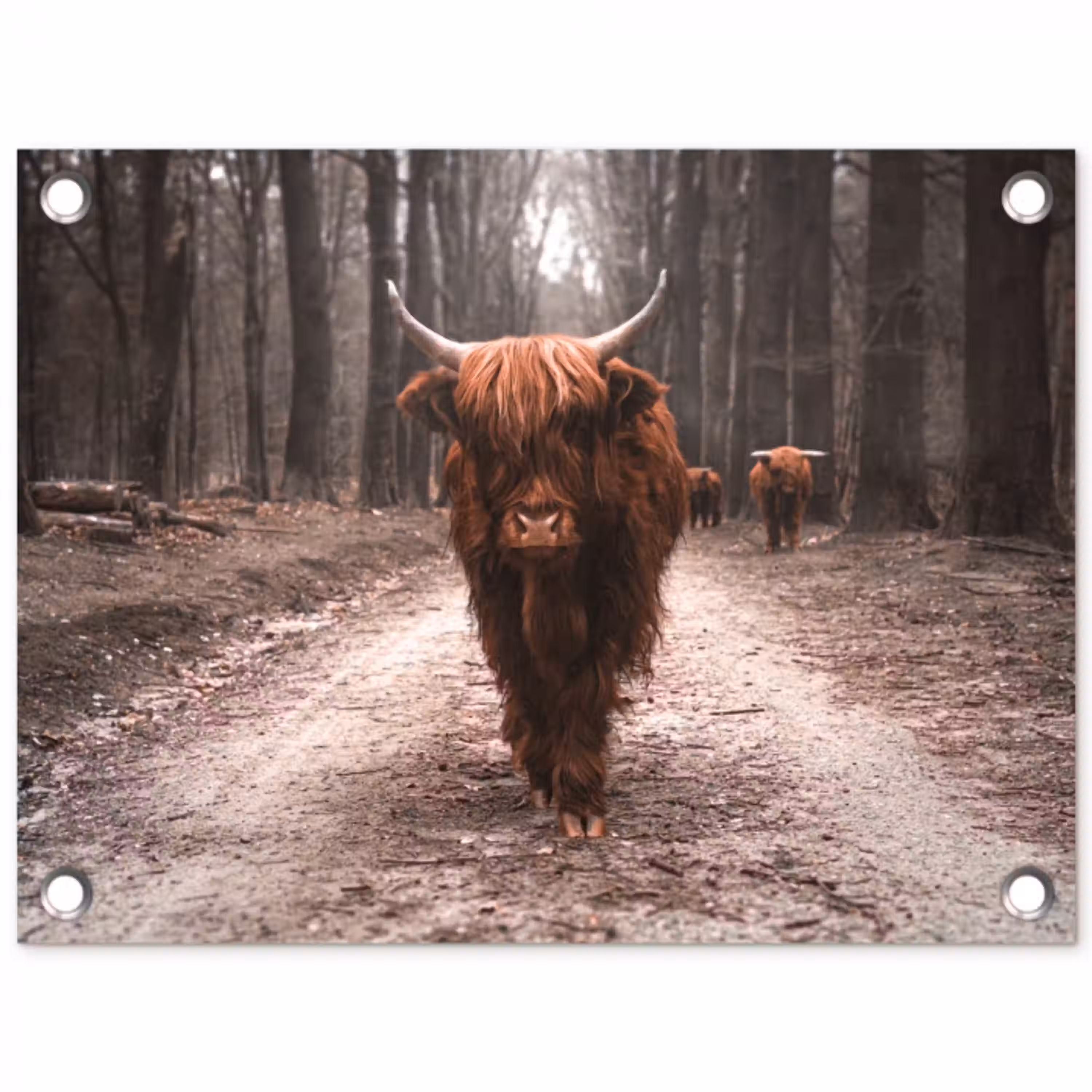 Schotse hooglander - Bos - Koe - Dieren - Natuur tuinposter los doek klein -3d