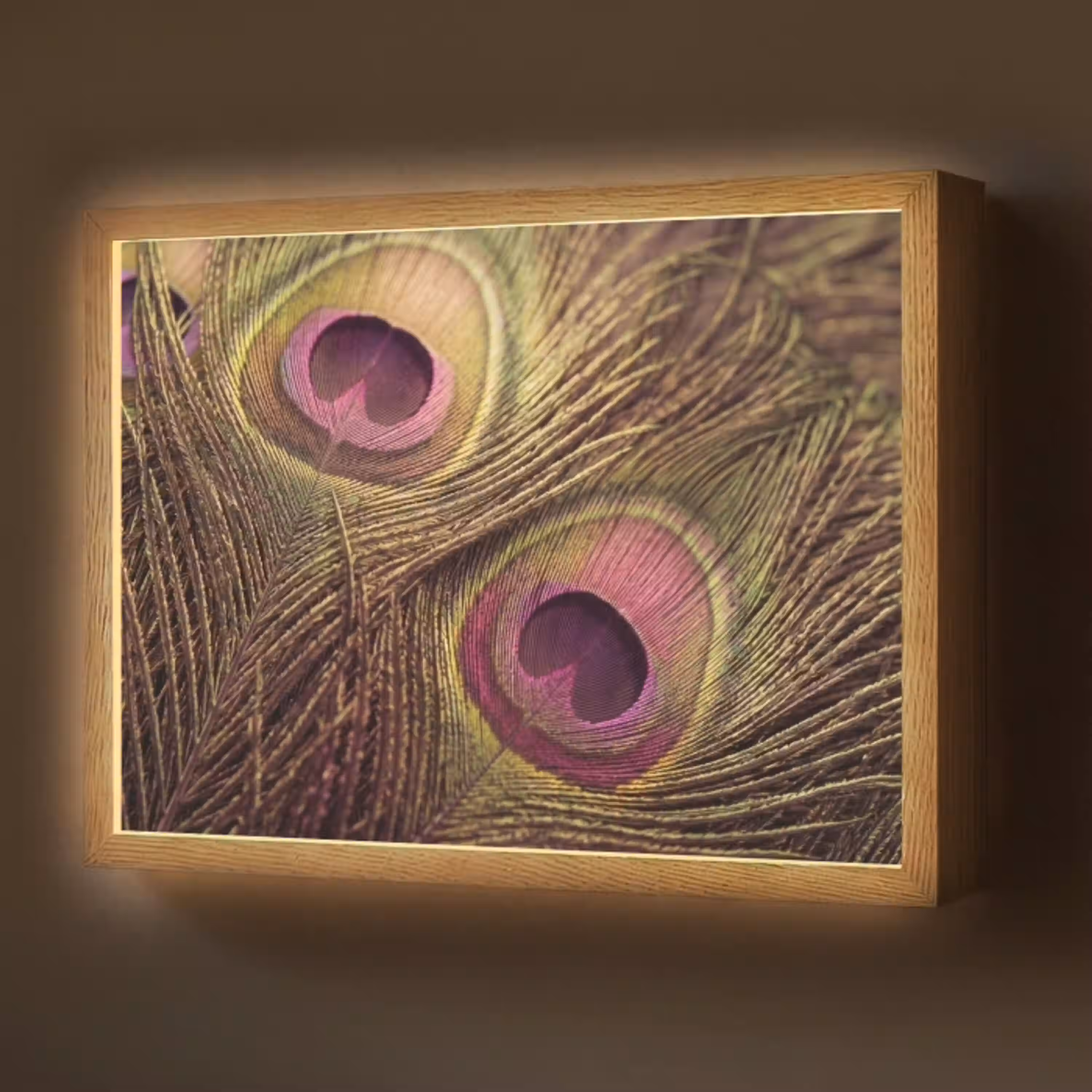Pauw - Veren - Paars - Groen Light Box met batterij (Wandlamp) middel -z3d_website