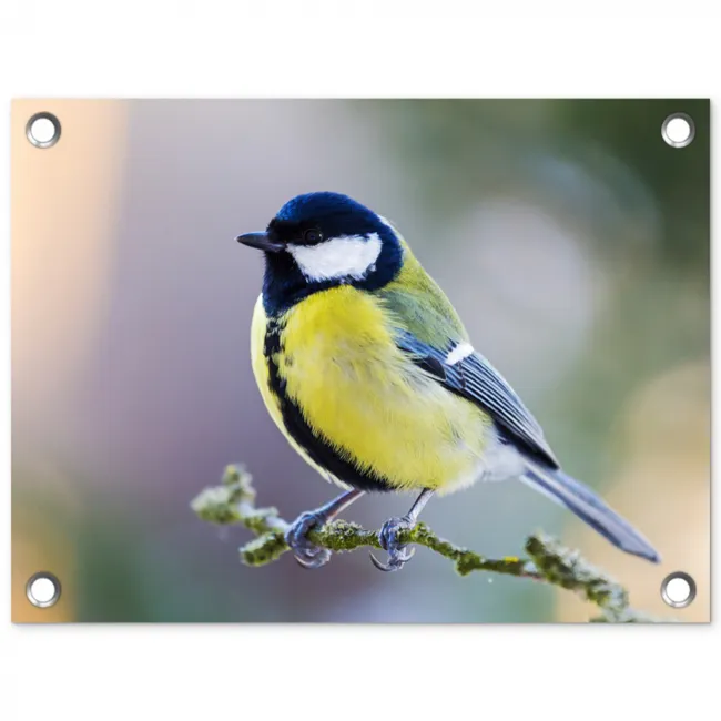 Koolmees op een Tak tuinposter los doek klein -3d