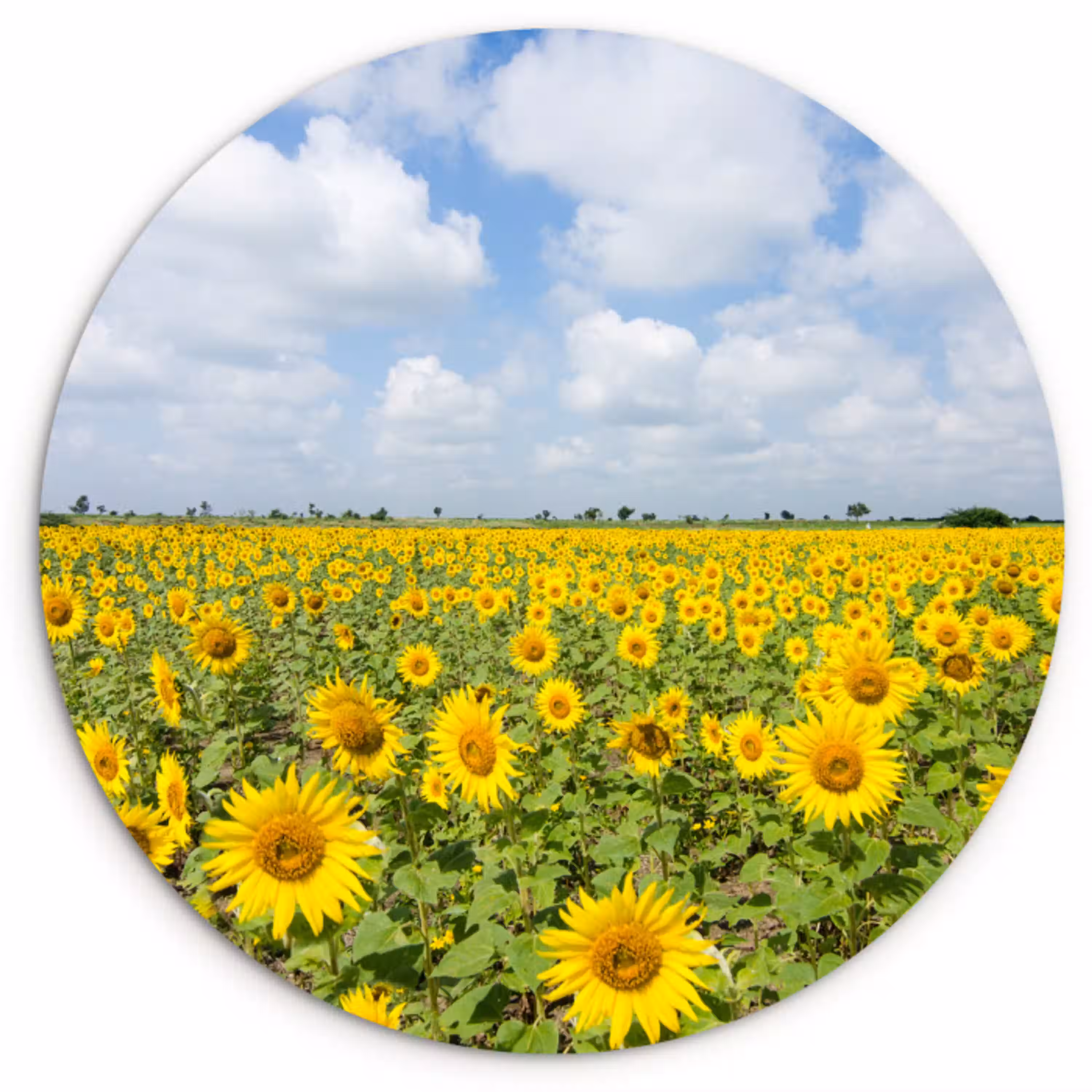Zonnebloemen - Bloemen - Wolken - Natuur - Geel - Landschap Wandcirkel kunststof plaat 5mm dik klein -3d