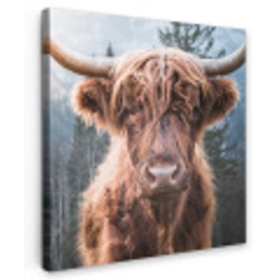 Imposante Hooglander in de Natuur Tuinposter op houten frame 2 cm dik middel -3d