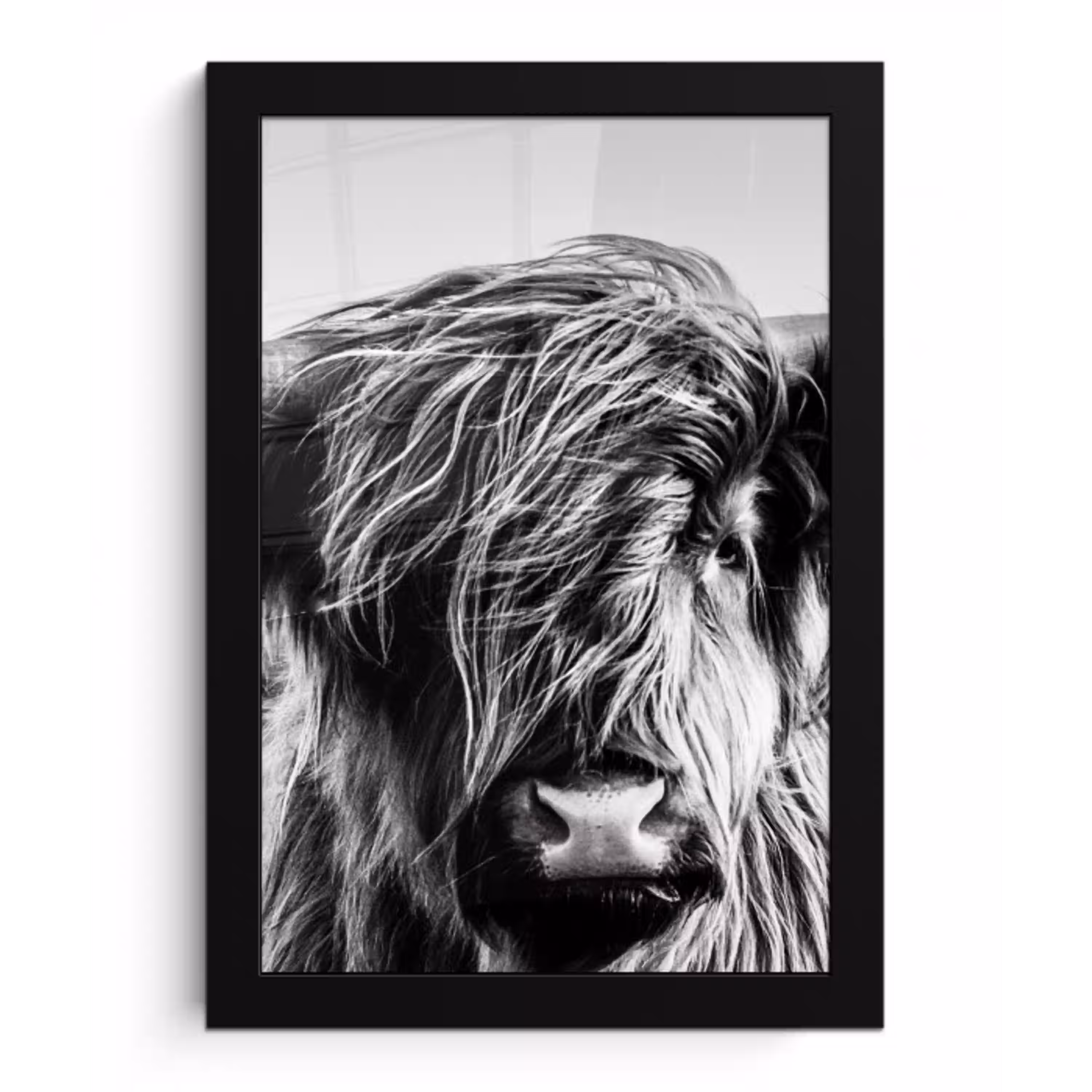 Koe - Schotse hooglander - Zwart - Wit - Dier - Natuur - Wild fotolijst zwart zonder passe partout klein -3d